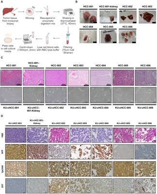 Establishment and characterization of six canine hepatocellular carcinoma cell lines